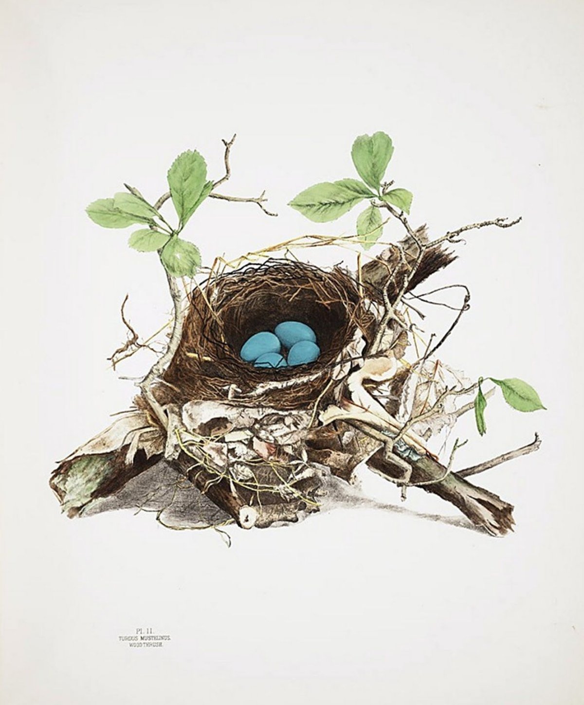 Ширли Джексон "Птичье гнездо"