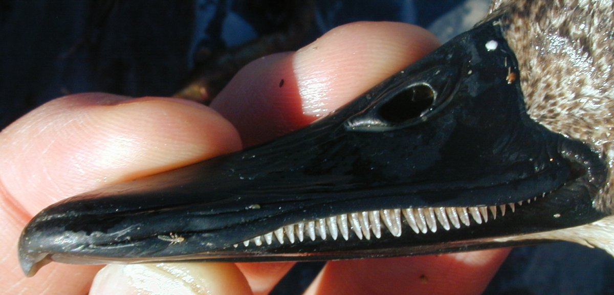 Курящая утка