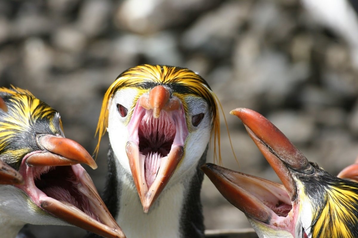 Радостный Гусь