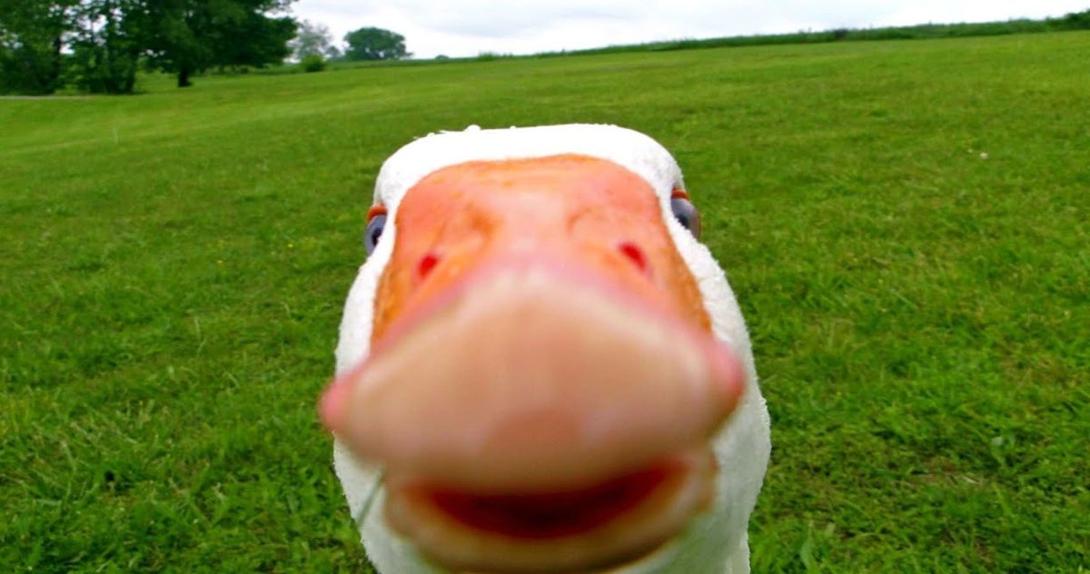 Гусь мультяшный