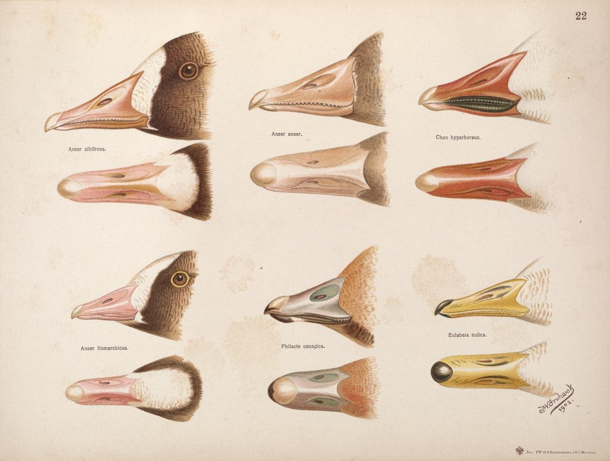 Важный Гусь