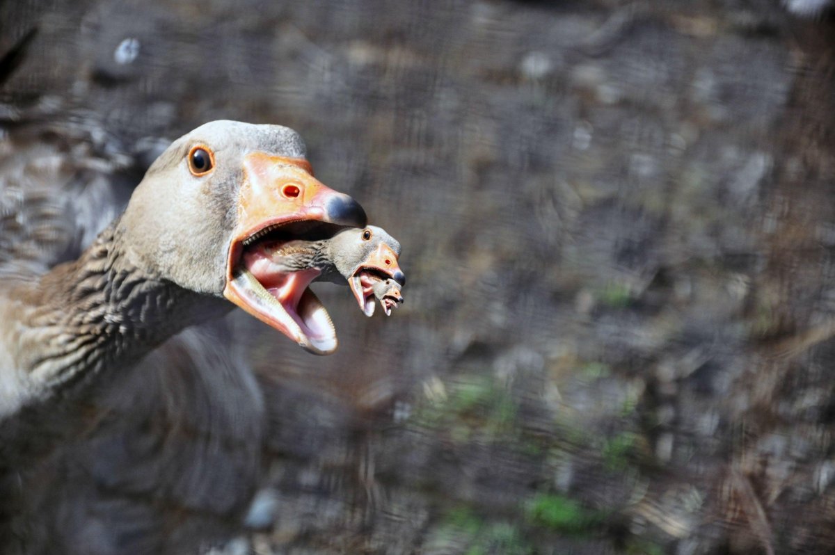 Гусеобразные строение клюва