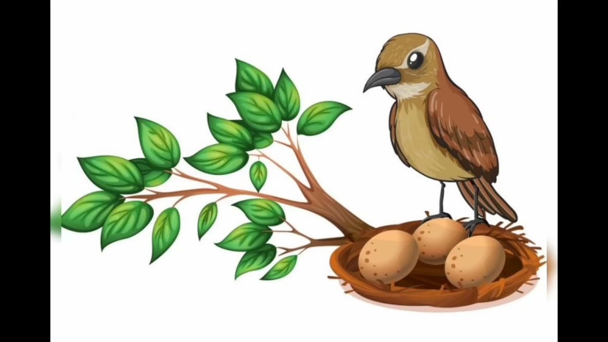 Мультяшные птички