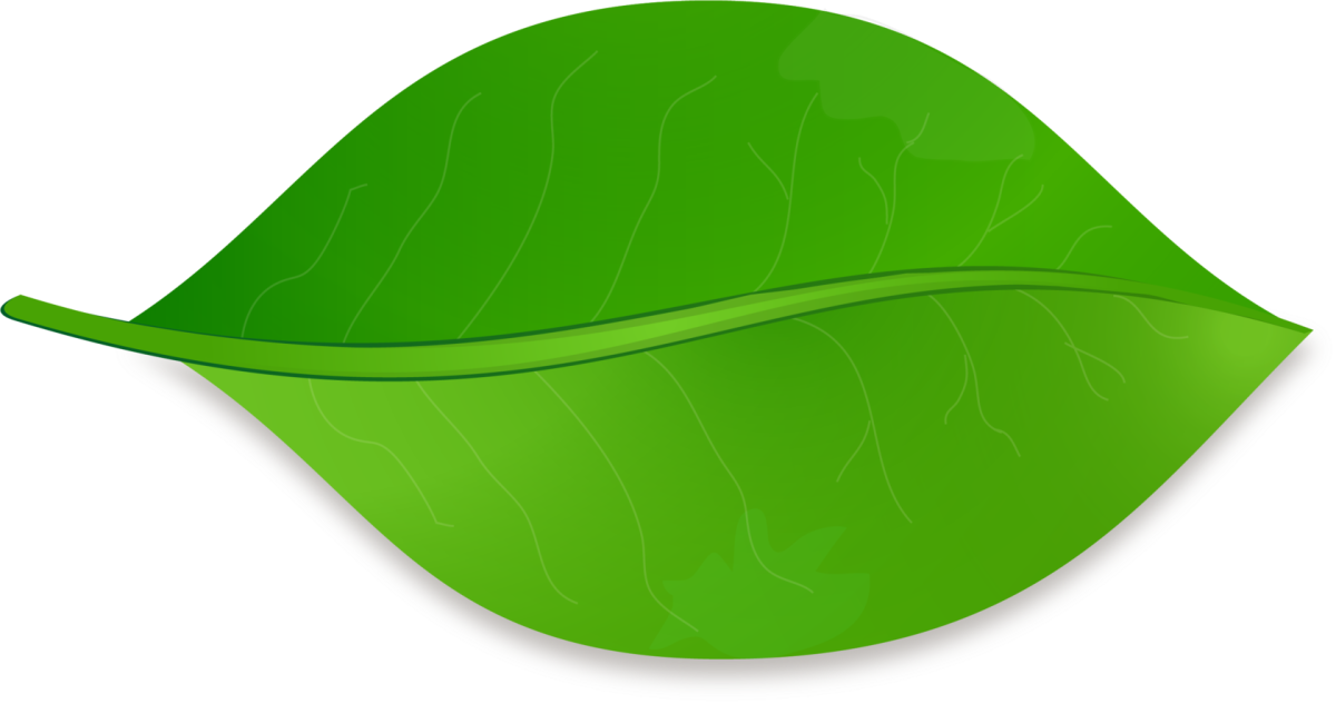 Листья растений