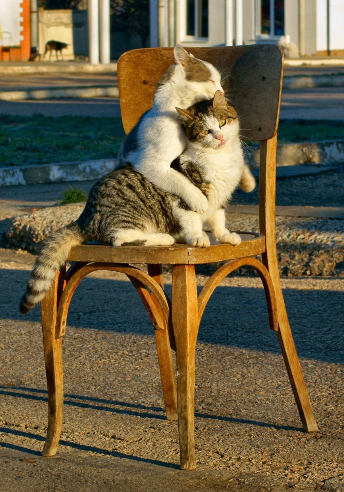 Уважение кошки