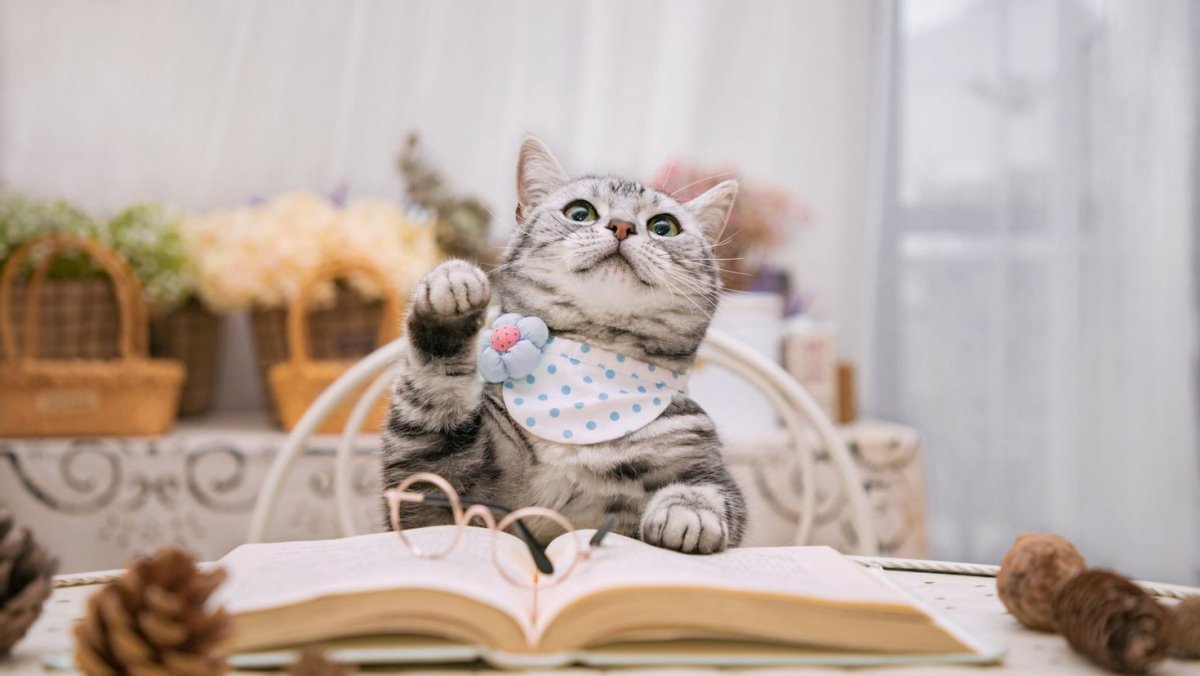 Коты за рабочим столом