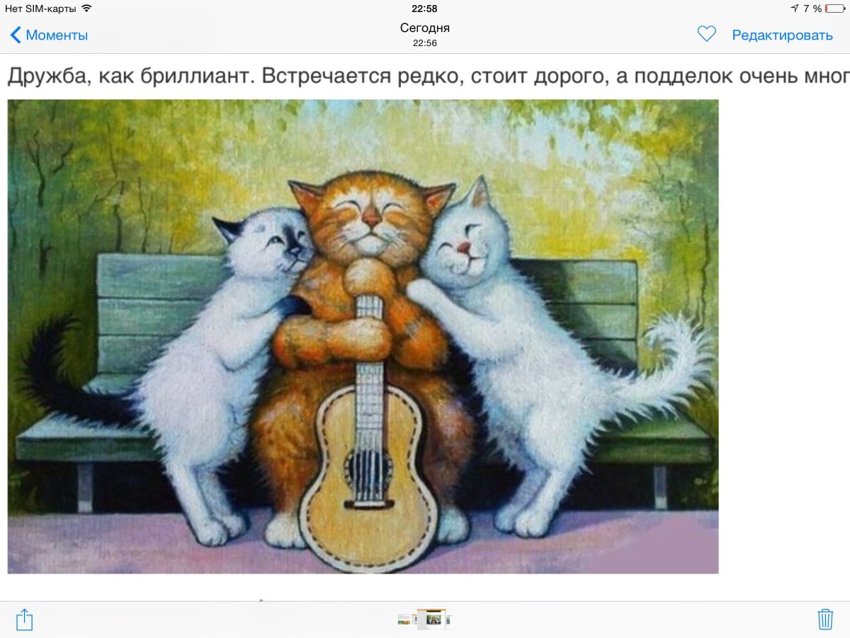 Кот обнимашки