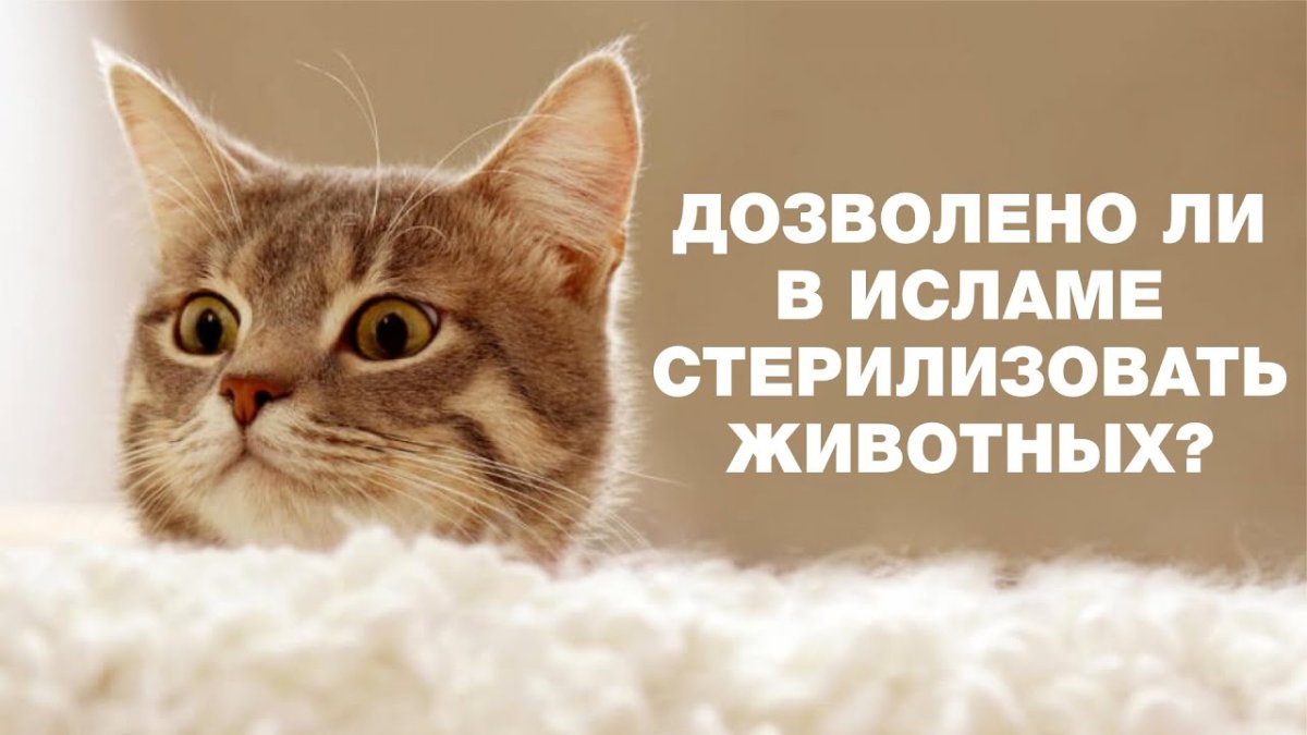 Джеймс Боуэн уличный кот по имени Боб