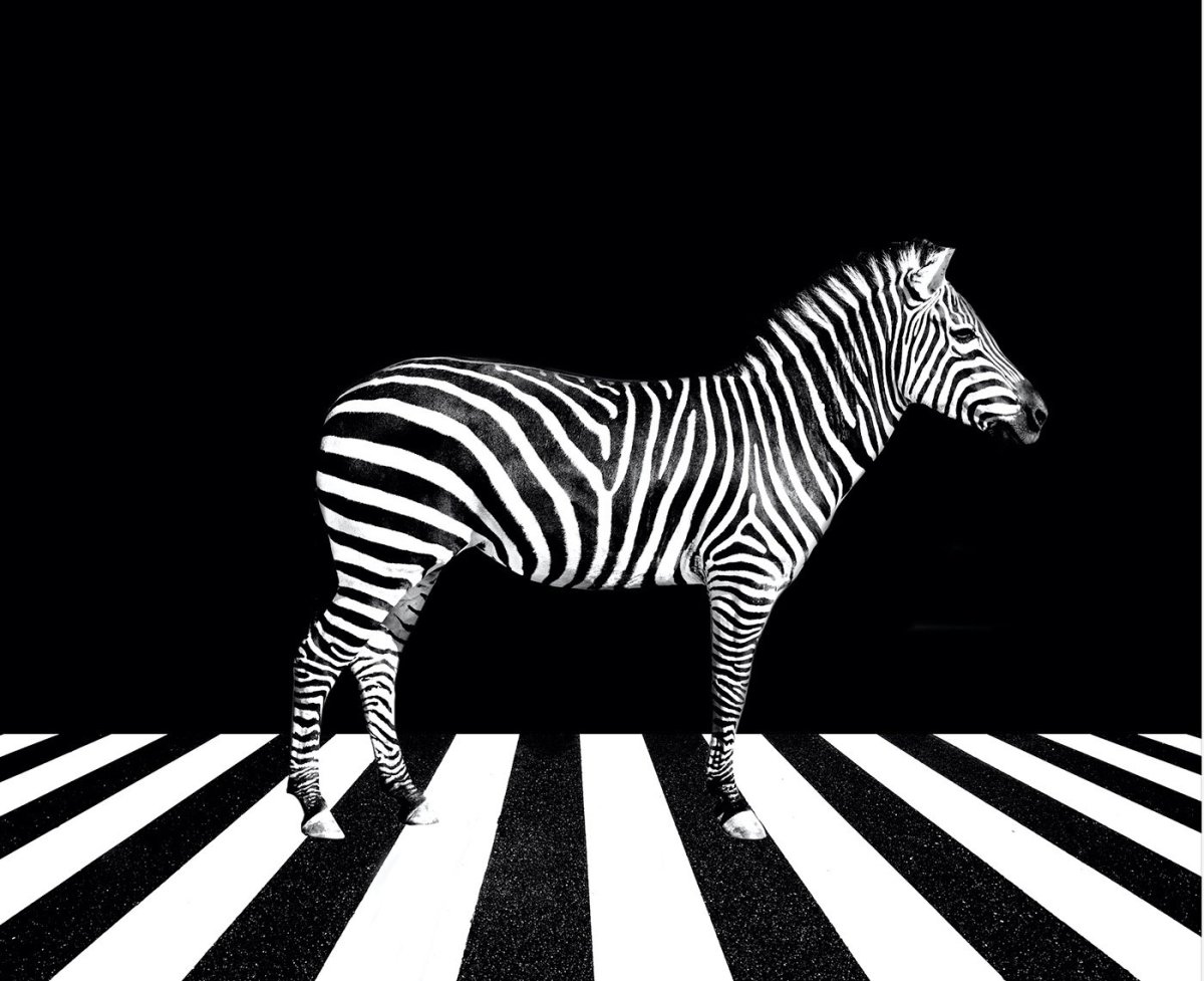 Зебра пешеходный переход