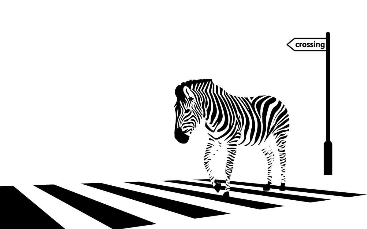 Зебра дорожная