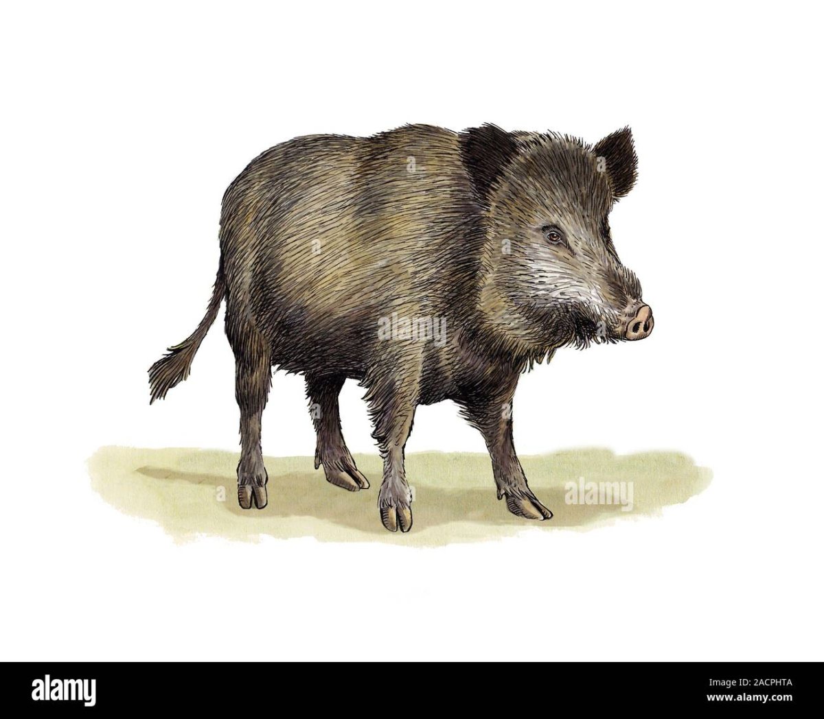 Кабан для детей