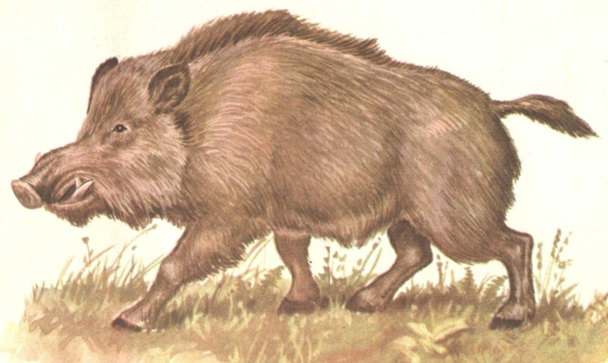 Е И Чарушин кабан