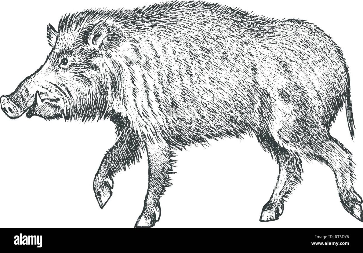 Кабан гравировка