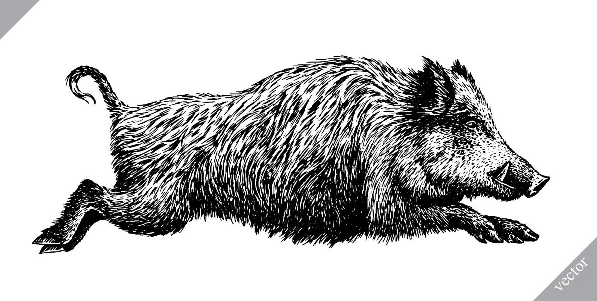 Кабан черно белый