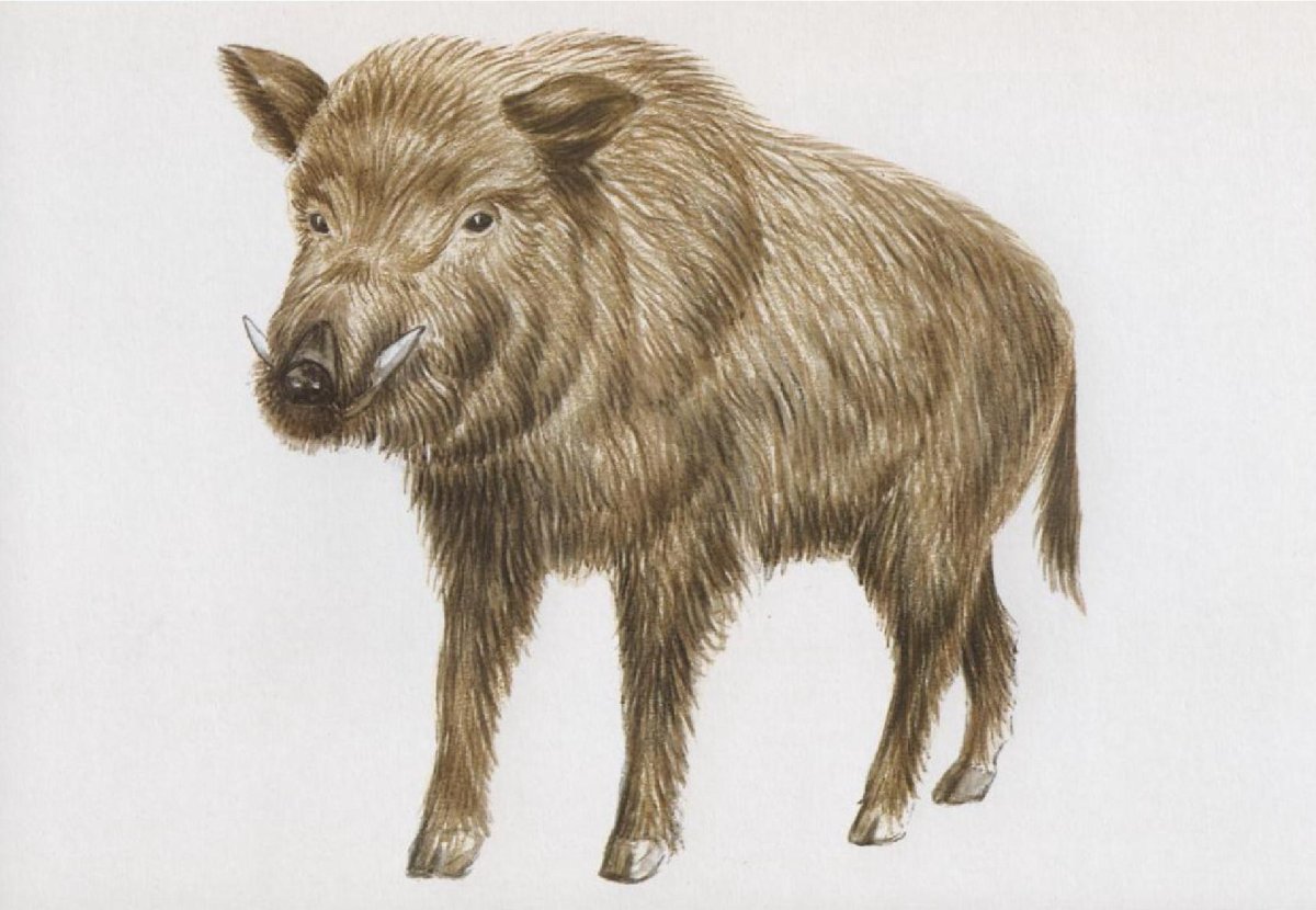 Животные по отдельности