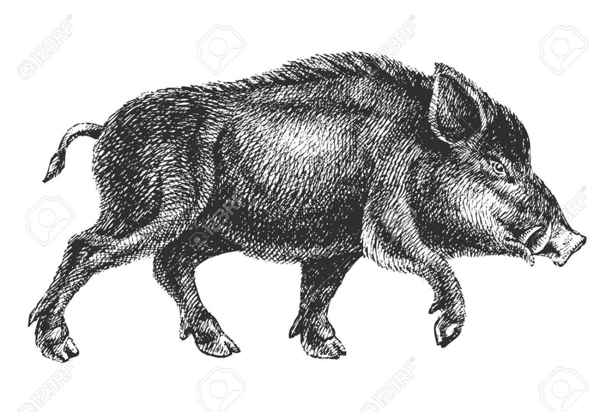 Кабан черно белый