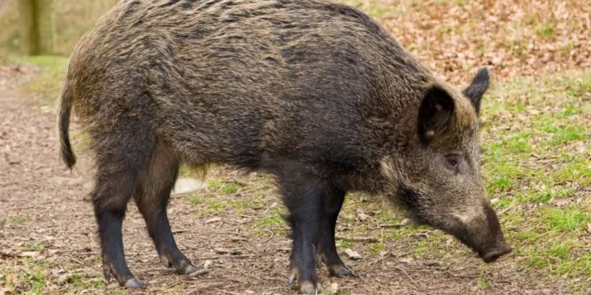 Кабан для детей