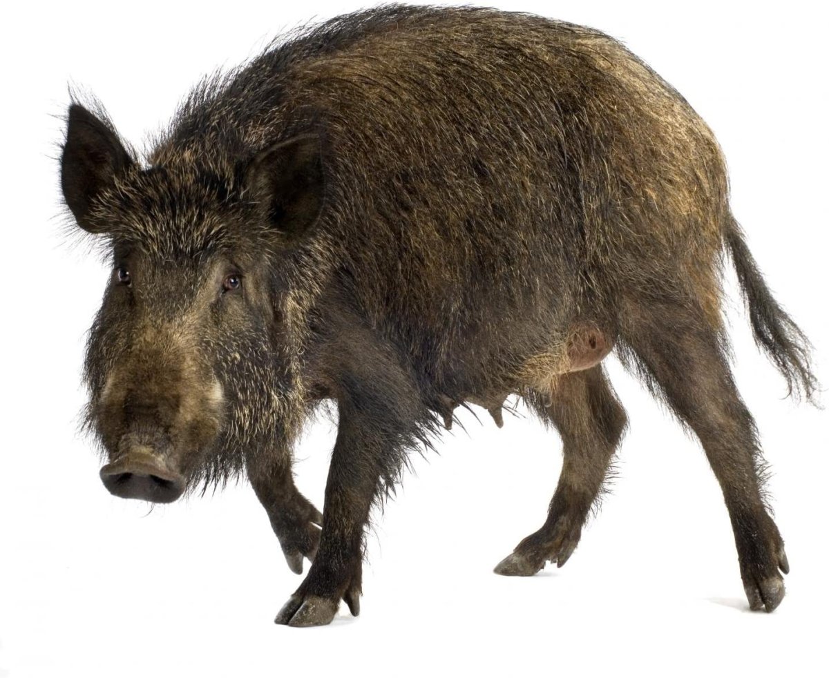 Дикий кабан на белом фоне