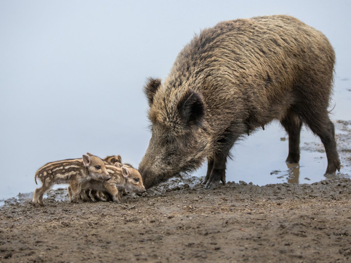 Дикая кабаниха с поросенком