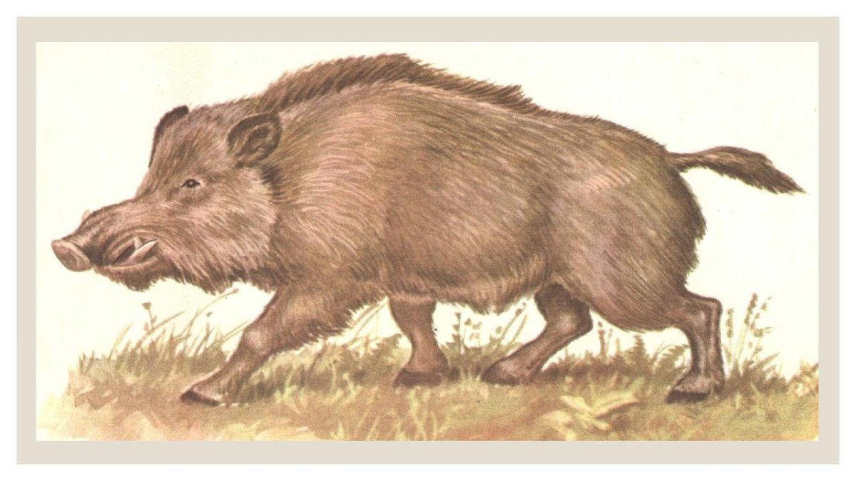 Рисунки Кабанов