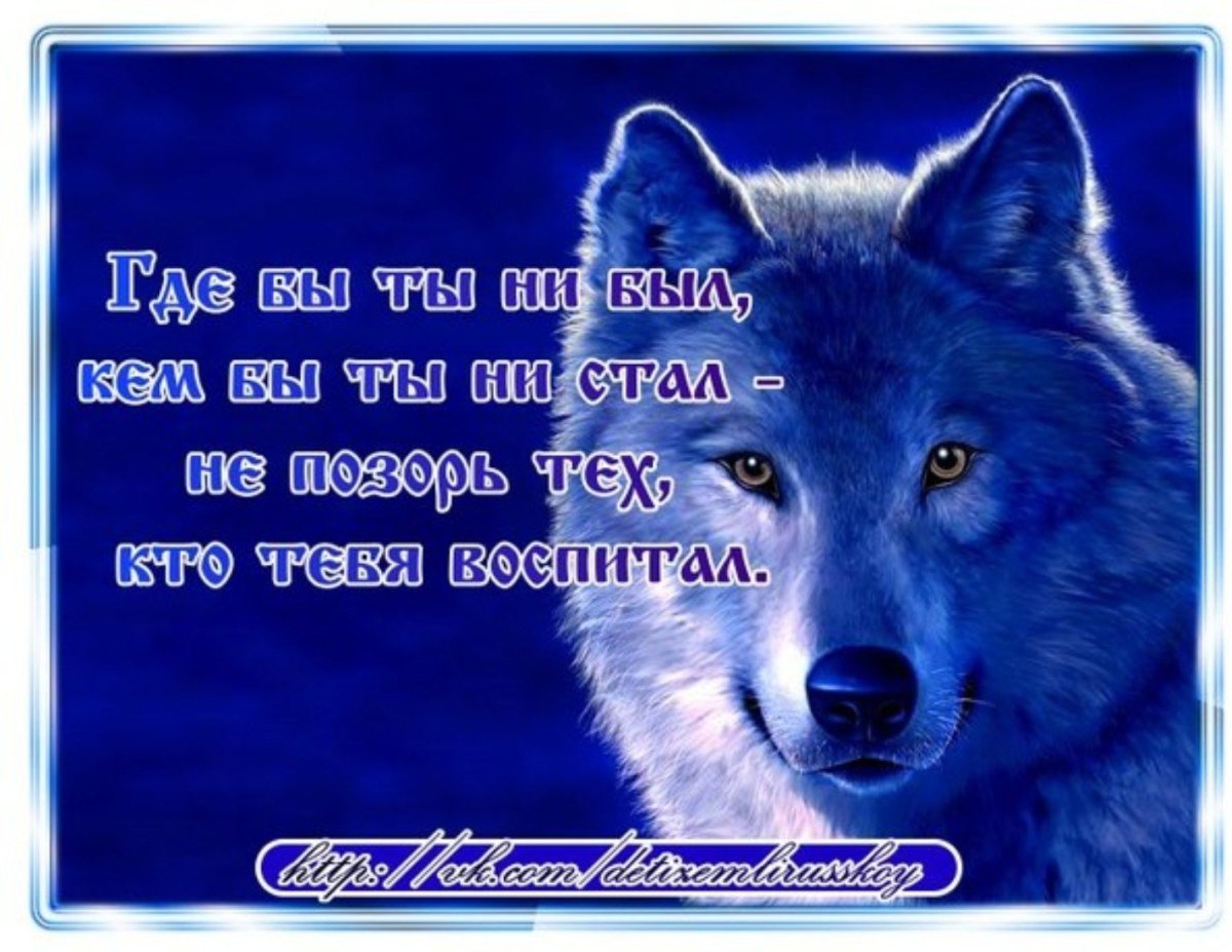 Красивые статусы с волками