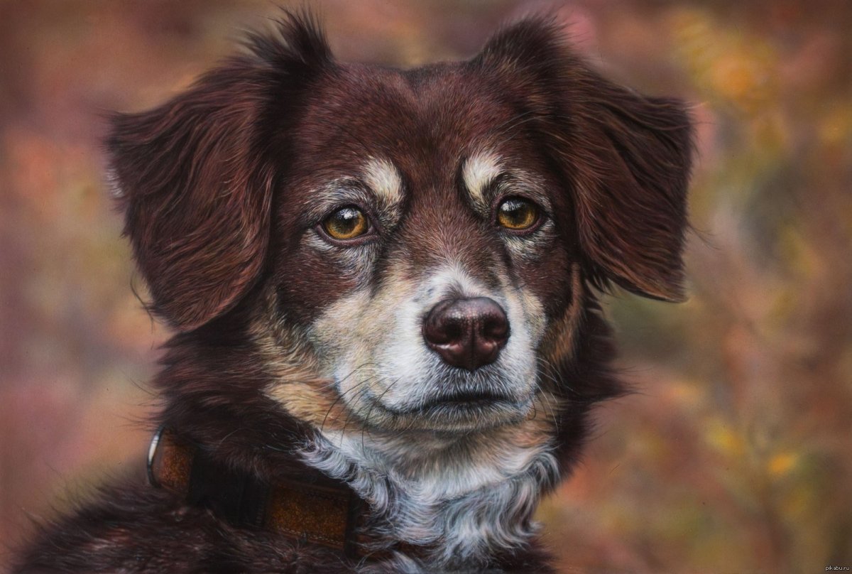 Щенок фотопортрет