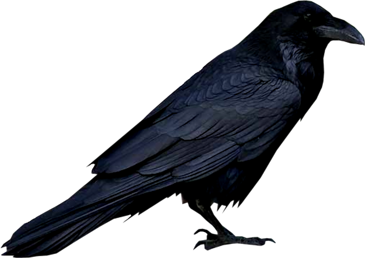 Ворон сказочный на белом фоне