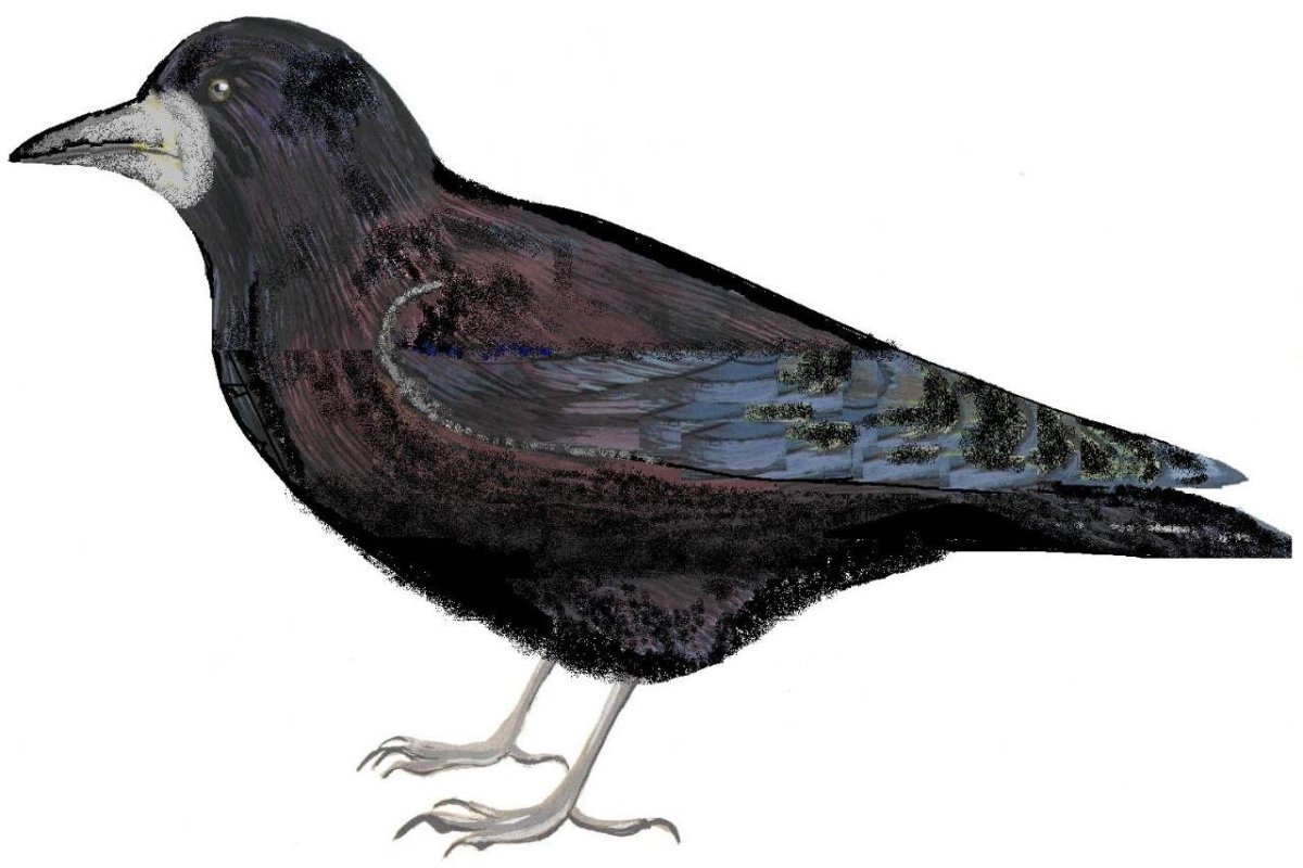 Грач рисунок