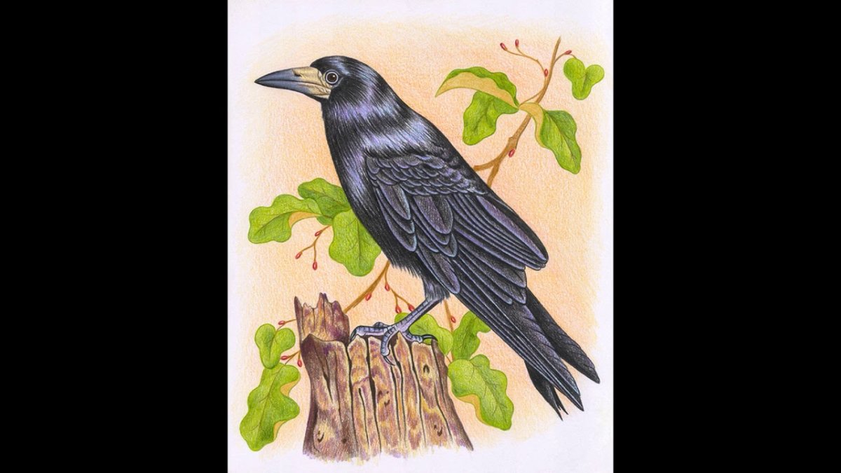 Грач для детей на прозрачном фоне