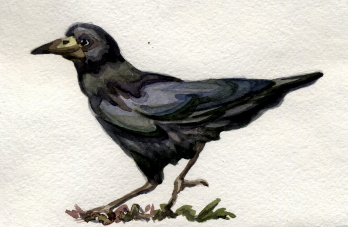 Грач (птица)