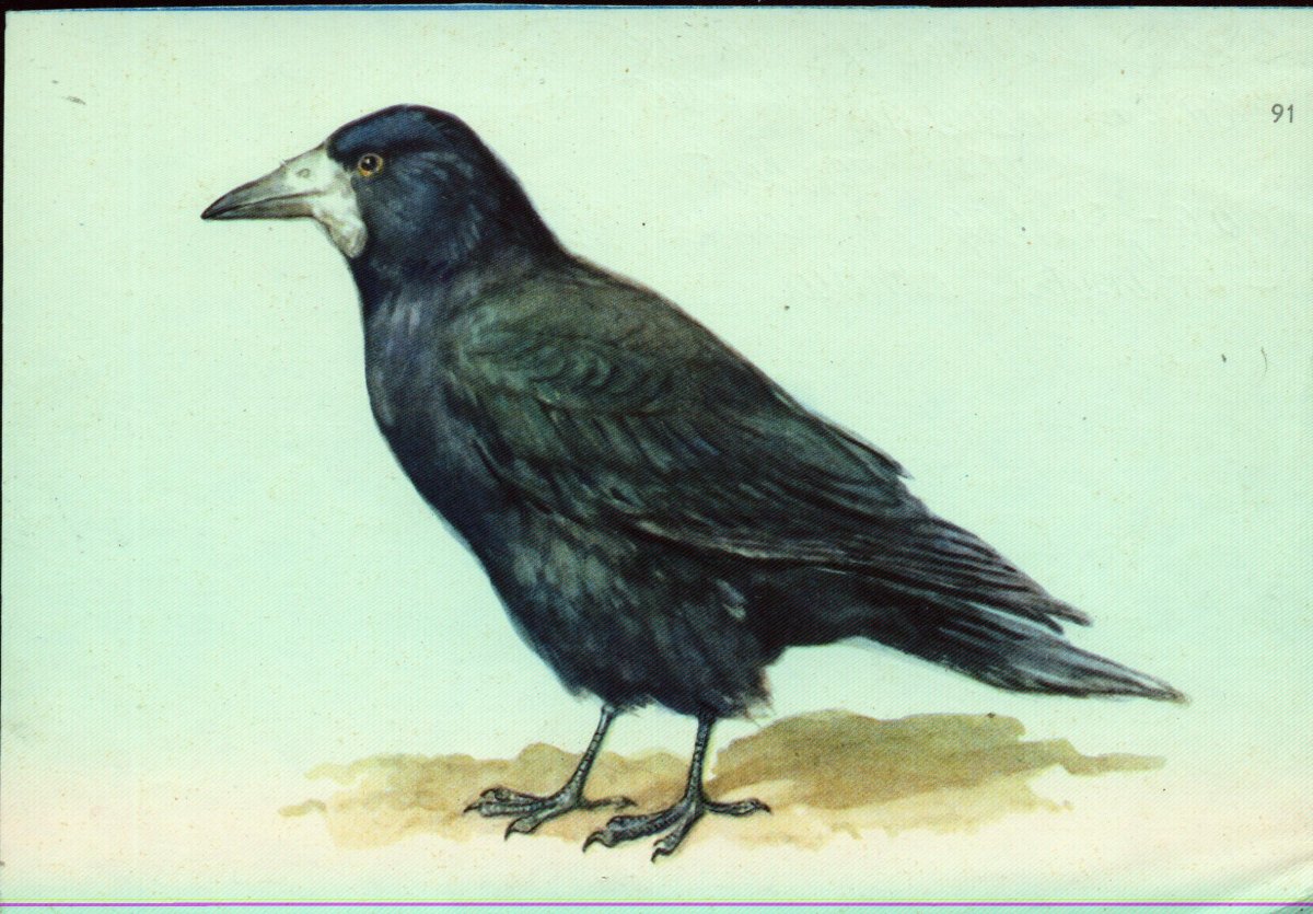 Говорящий Грач