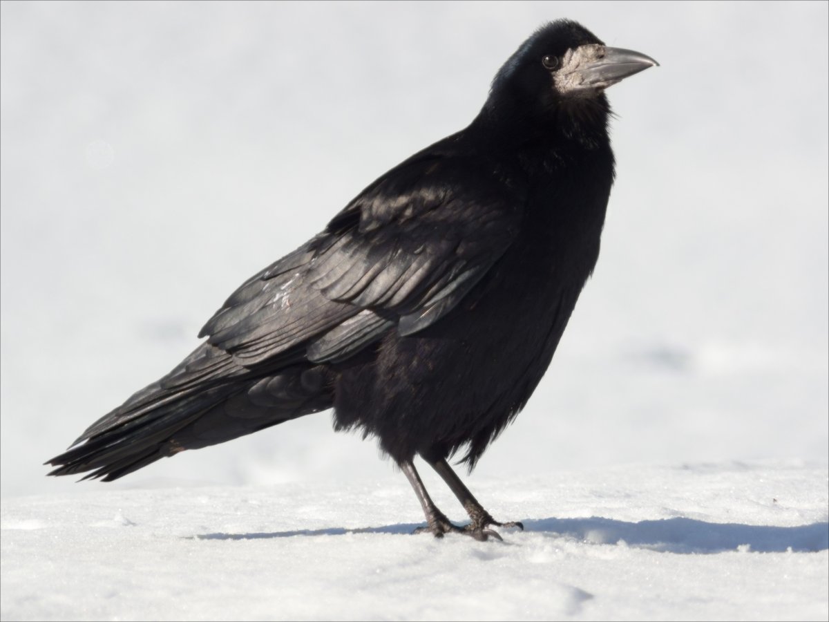 Грач на белом фоне для детей