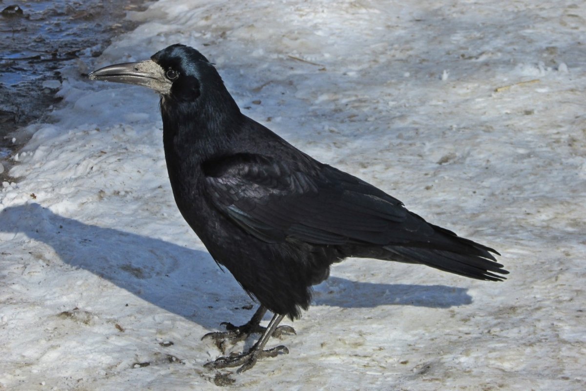 Гайворон Грач