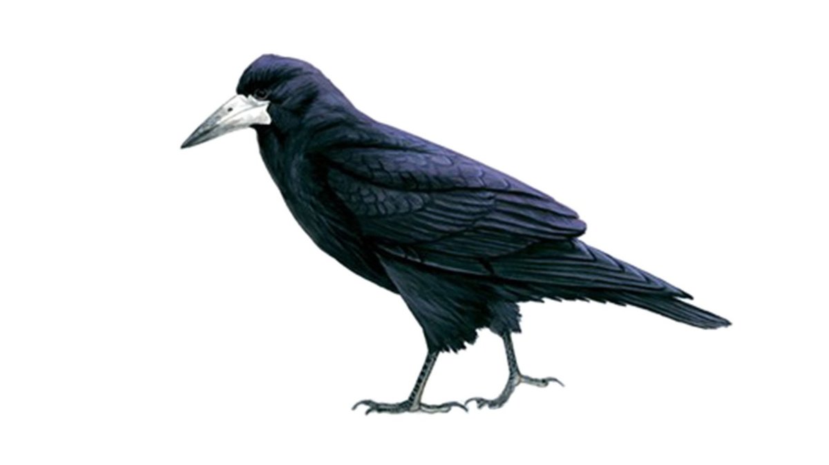 Перелетные птицы Грач для детей