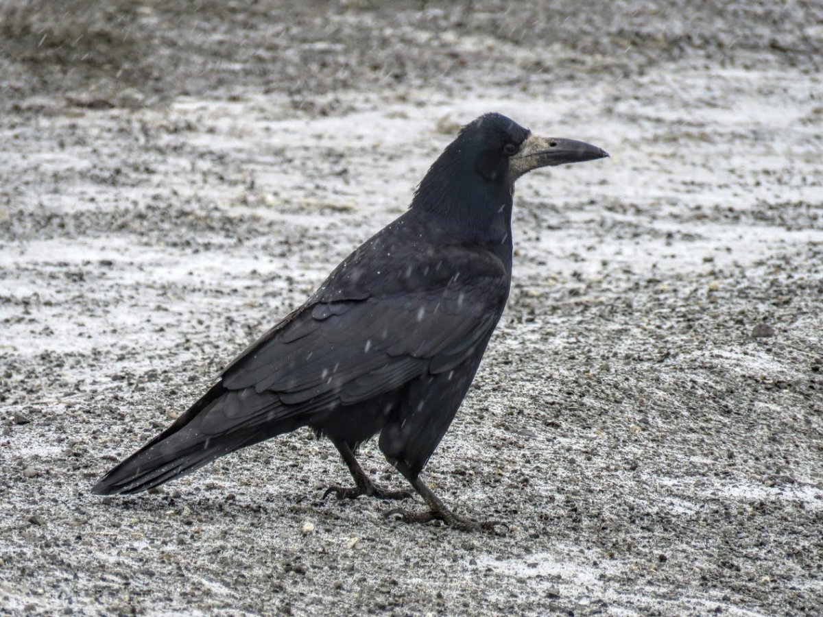 Ворона рисунок