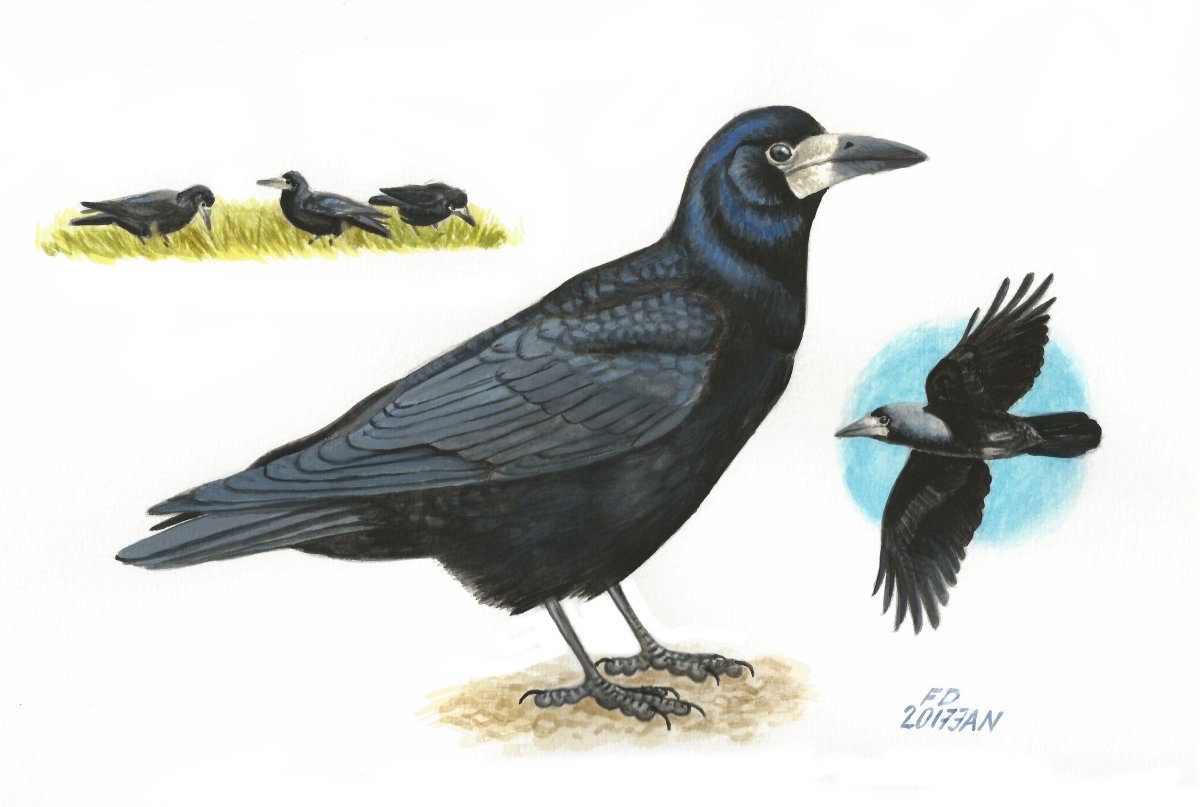 Галка Грач Воробей лишняя птица