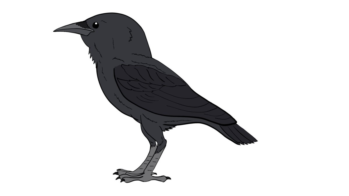 Грач иллюстрация