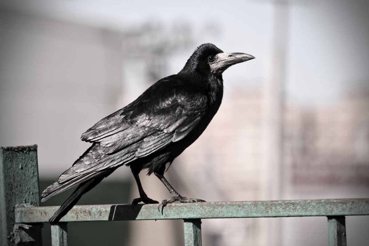 Ворон над тайгой картина художника