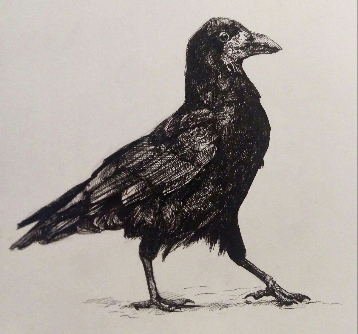 Ворона рисунок для детей