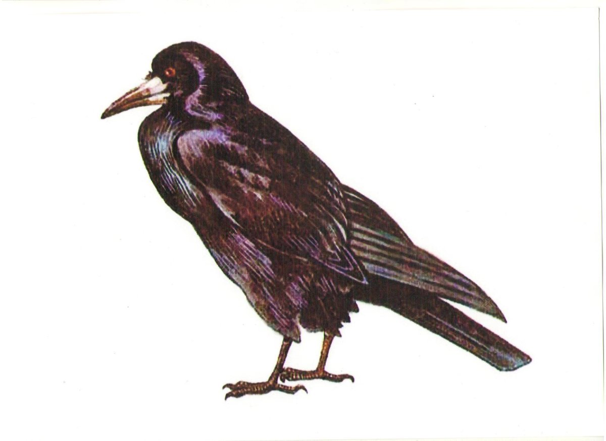 Ворон живопись