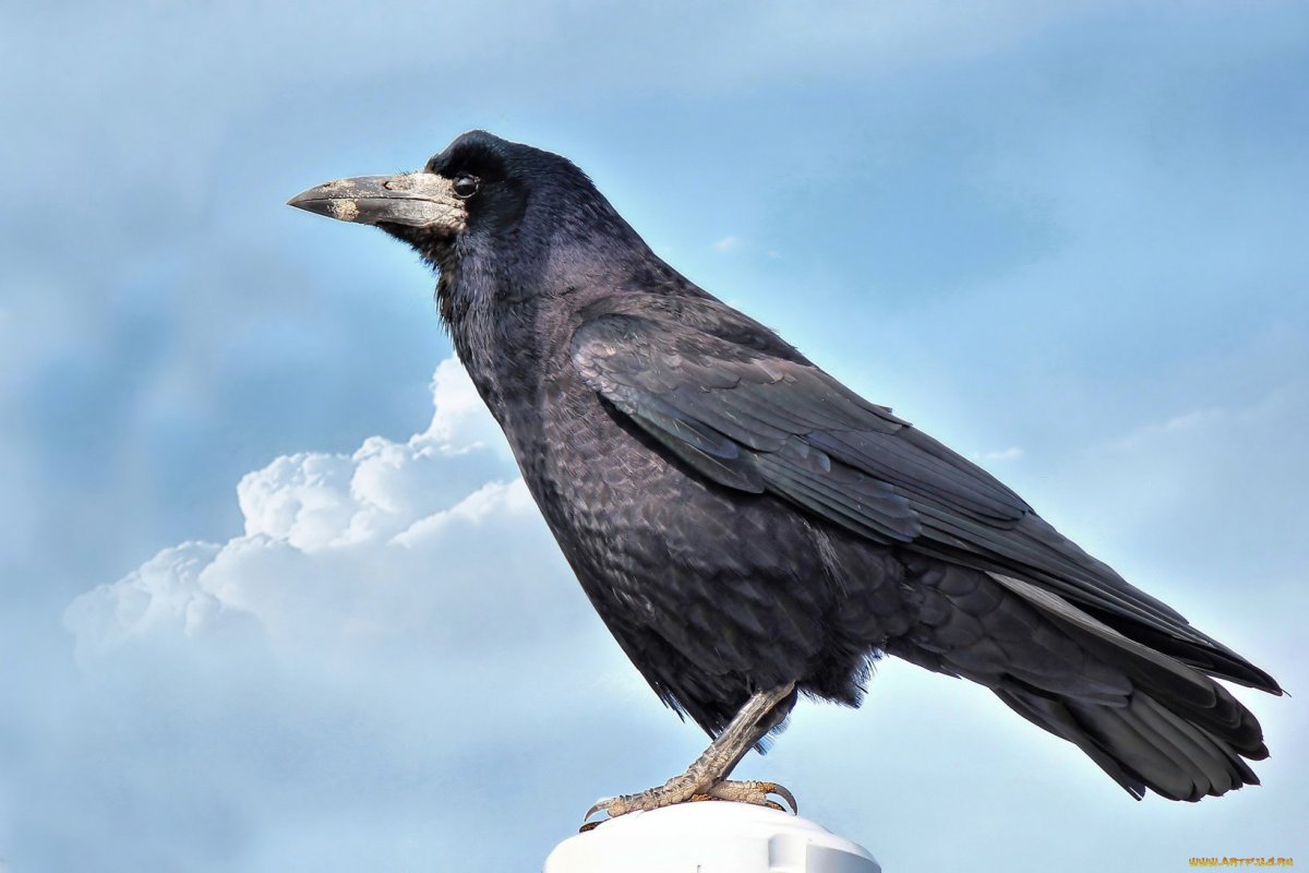 Грач для дошкольников