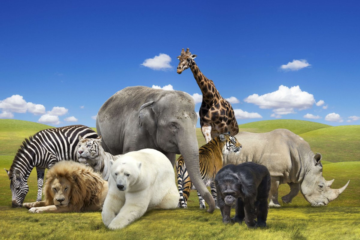 Десять животных на одной картинке