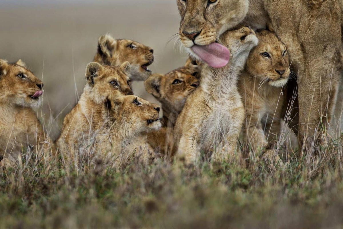 Национальный парк Серенгети стая Львов