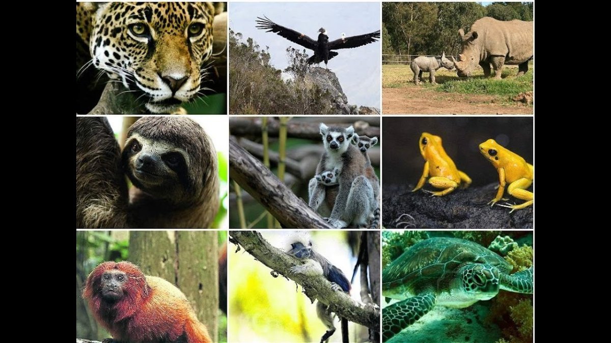 Животный мир Колумбии