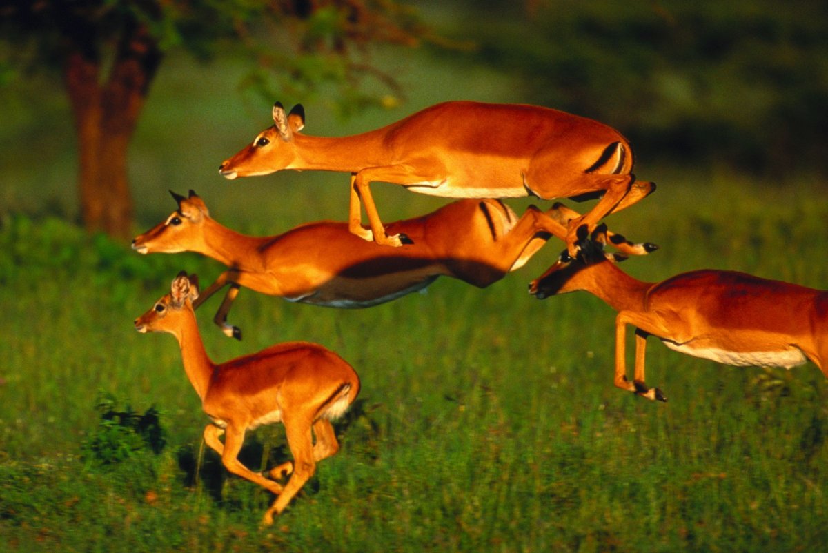 Животные Танзании