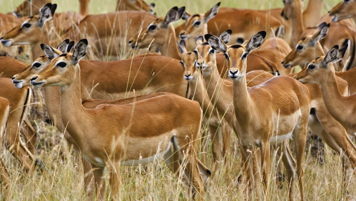 Антилопа Масаи Мара