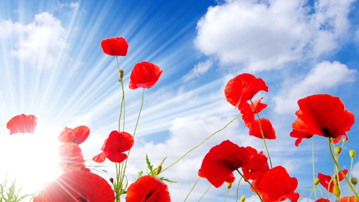 Винтажные цветы маки