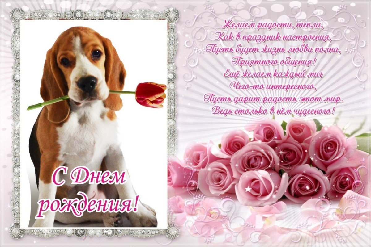 Розовые розы