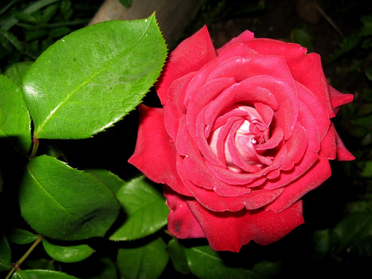 С днём рождения Мария