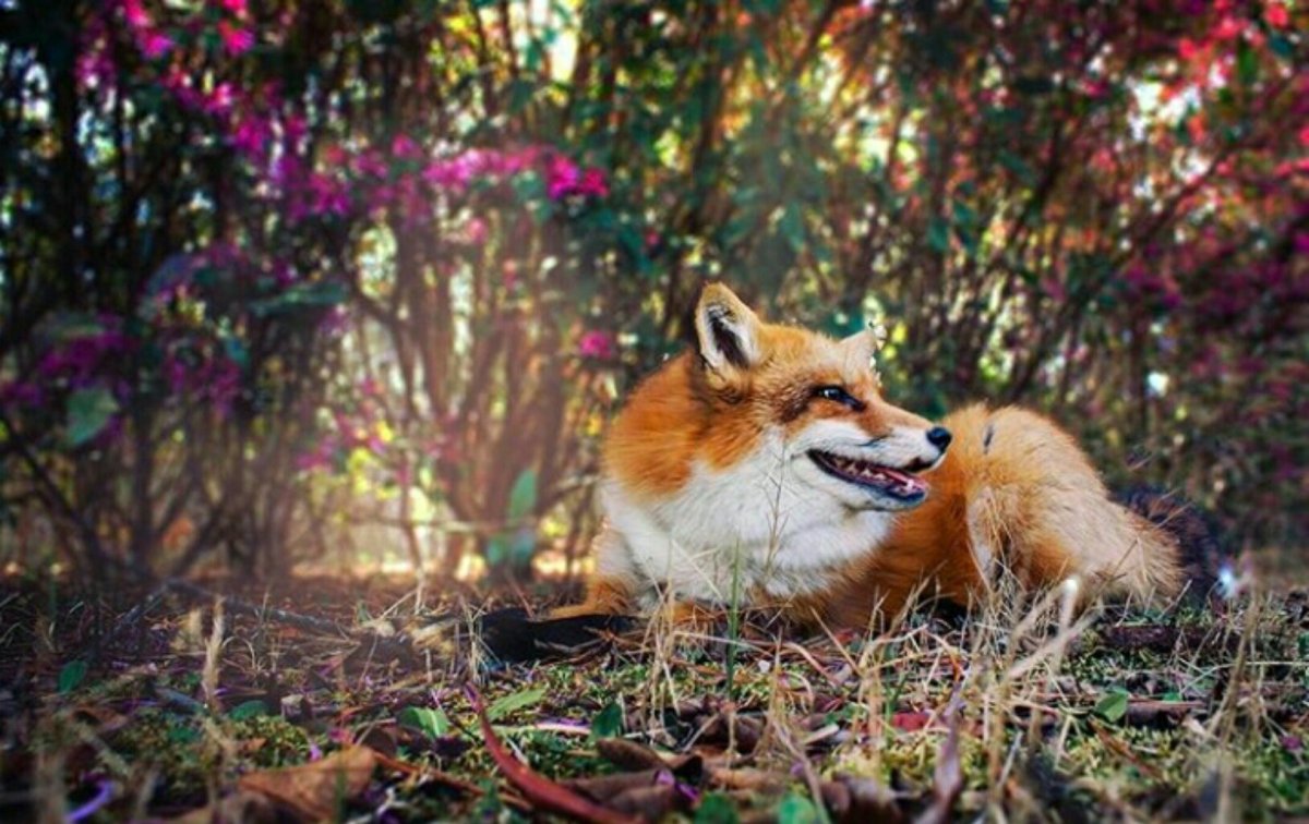 Красивая лиса арт